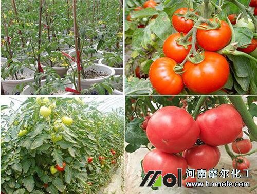 水溶肥的正確施用方法 水溶肥的正確施用方法