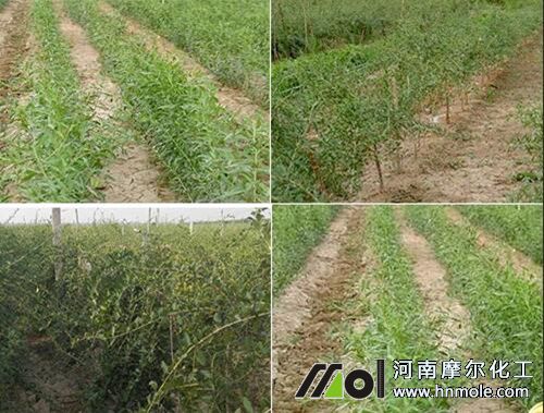 枸杞子樹施肥方法 枸杞子樹施肥方法