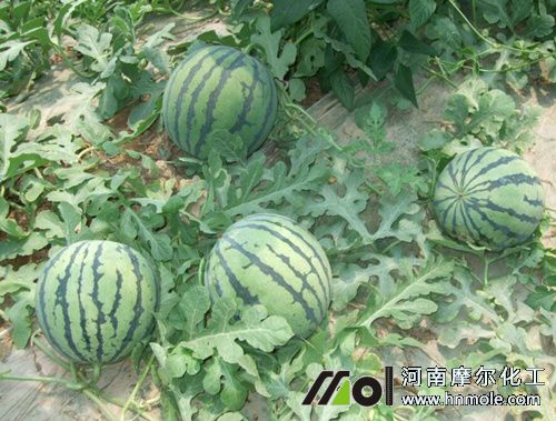 西瓜水溶肥用量用法 西瓜水溶肥用量用法