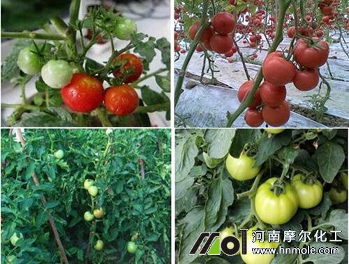 西紅柿膨果期管理 西紅柿膨果期管理