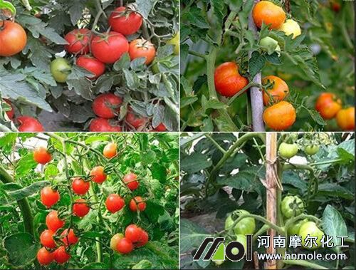 番茄膨果施肥次數 番茄膨果施肥次數