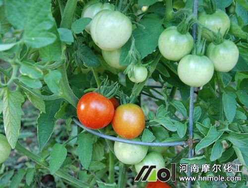 水溶肥畝用量及用法 水溶肥畝用量及用法