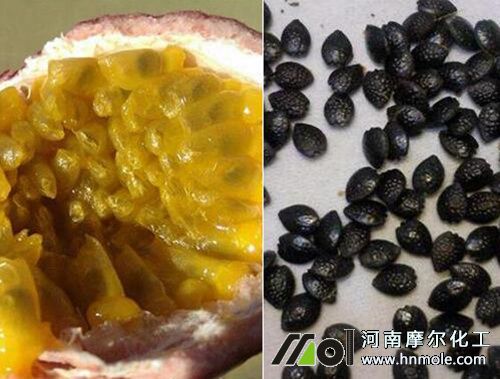 盆栽百香果栽培圖解1 盆栽百香果栽培圖解1