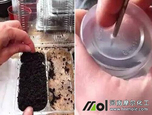 盆栽百香果栽培圖解2 盆栽百香果栽培圖解2