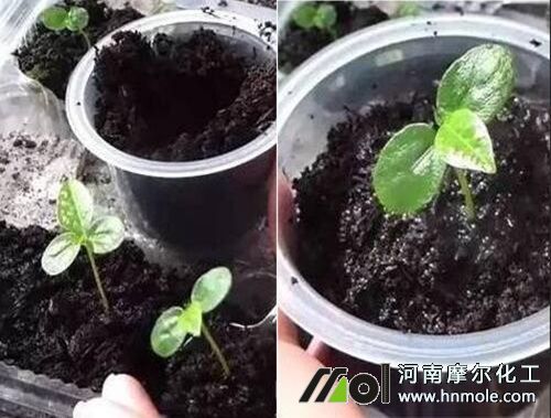 盆栽百香果栽培圖解3 盆栽百香果栽培圖解3