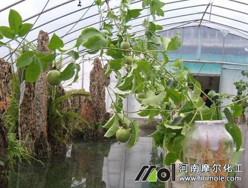 盆栽百香果用肥圖解 盆栽百香果用肥圖解