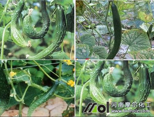 黃瓜尖頭的原因 黃瓜尖頭的原因