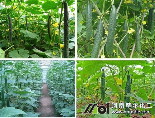 黃瓜尖頭施肥方法 黃瓜尖頭施肥方法