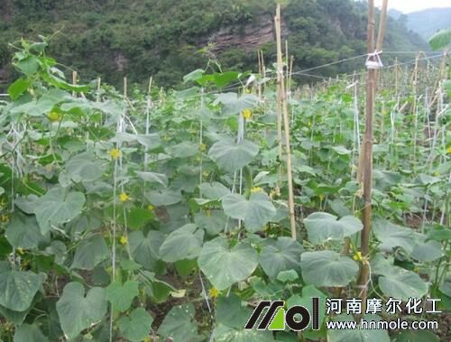 黃瓜水溶肥正確用法 黃瓜水溶肥正確用法
