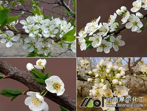 李子樹施花前肥 李子樹施花前肥