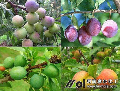 李子結果期施水溶肥 李子結果期施水溶肥