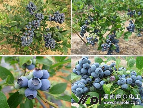 藍(lán)莓施肥方法 藍(lán)莓施肥方法