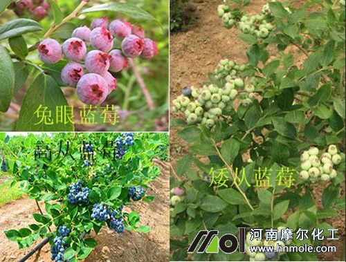 藍(lán)莓品種 藍(lán)莓品種