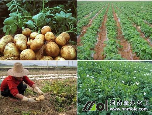 馬鈴薯種植施肥方法 馬鈴薯種植施肥方法