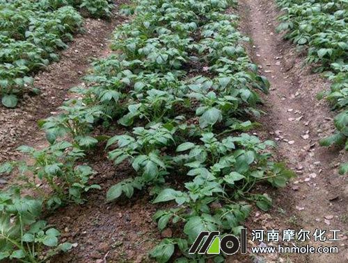 土豆水溶肥正確使用方法 土豆水溶肥正確使用方法
