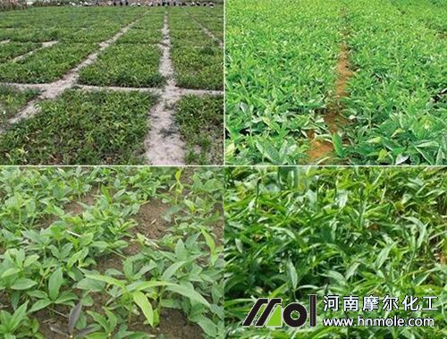 半夏水溶肥正確使用指南 半夏水溶肥正確使用指南