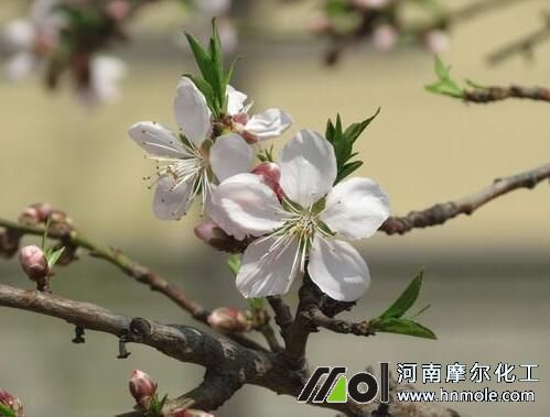 桃樹花前追施水溶肥 桃樹花前追施水溶肥