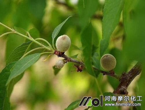 桃樹花前追施硬核肥 桃樹花前追施硬核肥