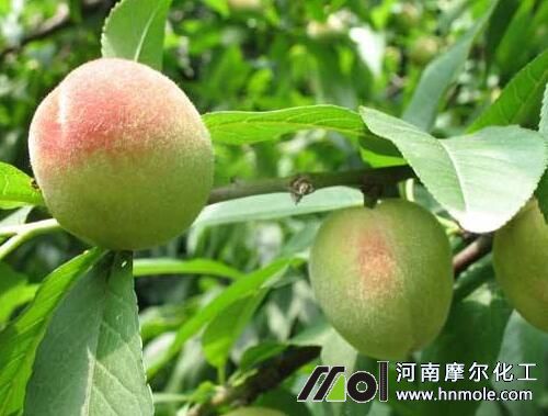 桃樹追施膨果水溶肥 桃樹追施膨果水溶肥