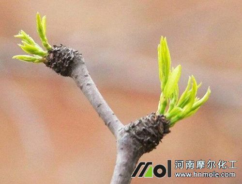 棗樹萌芽前追施水溶肥 棗樹萌芽前追施水溶肥