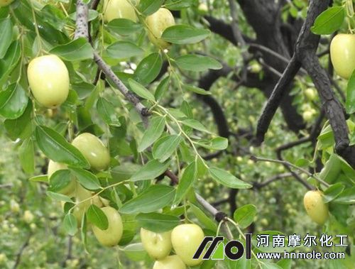 棗樹膨果期追施水溶肥 棗樹膨果期追施水溶肥