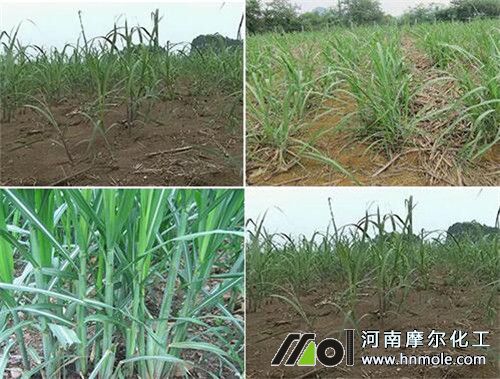 甘蔗增產增甜追肥方法 甘蔗增產增甜追肥方法