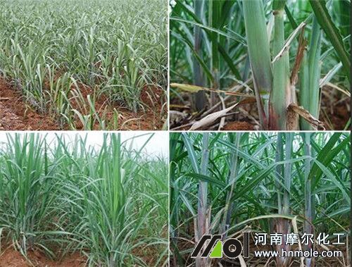甘蔗增產增甜追肥方法 甘蔗增產增甜追肥方法