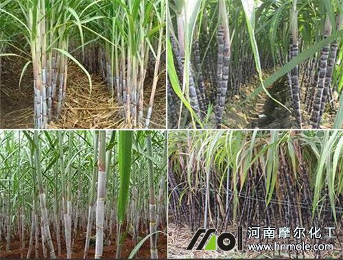 甘蔗增產增甜追肥方法 甘蔗增產增甜追肥方法