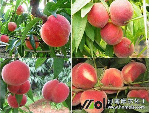 桃樹膨大期需肥特點(diǎn) 桃樹膨大期需肥特點(diǎn)