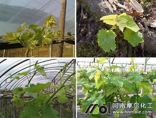 葡萄發(fā)芽期追肥 葡萄發(fā)芽期追肥