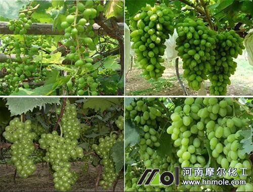 葡萄膨大期追肥 葡萄膨大期追肥
