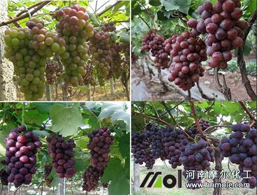 葡萄成熟期追肥 葡萄成熟期追肥