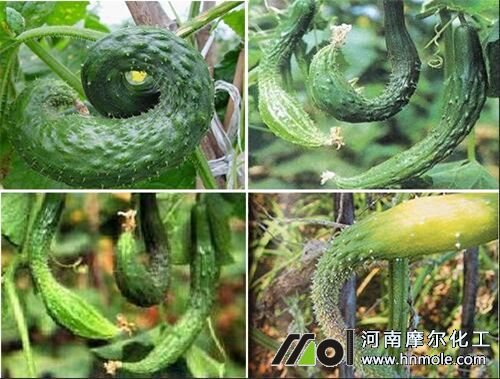 黃瓜兩頭粗中間細原因 黃瓜兩頭粗中間細原因