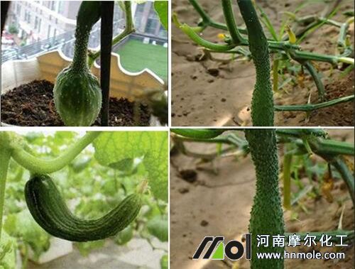 黃瓜兩頭粗中間細原因 黃瓜兩頭粗中間細原因