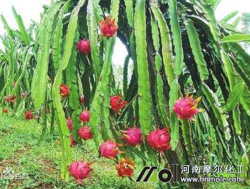 火龍果水溶肥選擇 火龍果水溶肥選擇