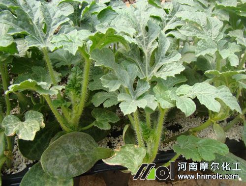 西瓜苗期施肥 西瓜苗期施肥