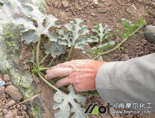 西瓜伸蔓期施肥 西瓜伸蔓期施肥