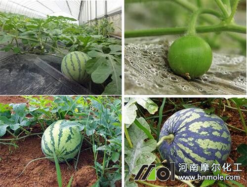 西瓜膨果期施肥 西瓜膨果期施肥