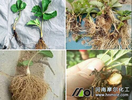 草莓不生根原因 草莓不生根原因