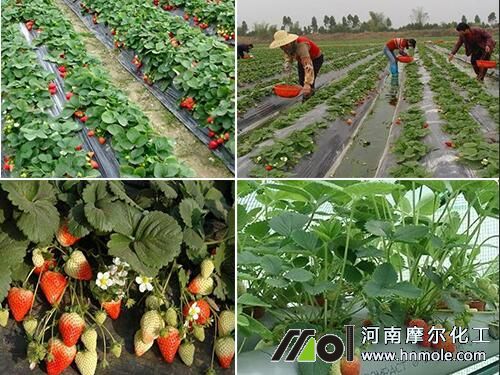 種草莓用肥 種草莓用肥