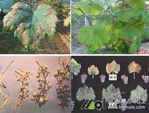 葡萄缺鉀的癥狀圖 葡萄缺鉀的癥狀圖