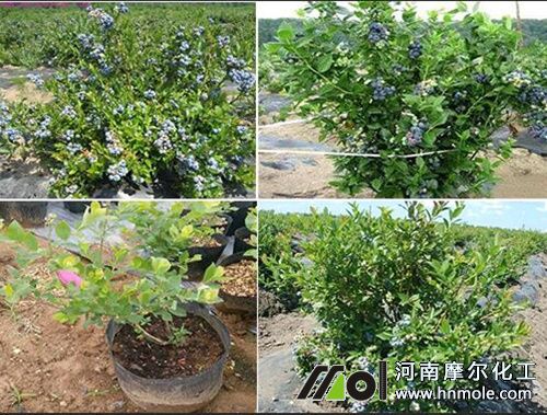 矮叢藍(lán)莓特征 矮叢藍(lán)莓特征