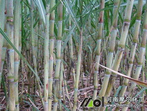 甘蔗需肥特點規律 甘蔗需肥特點規律