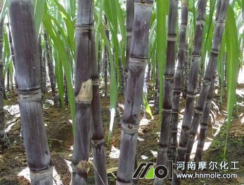 甘蔗水溶肥用量用法 甘蔗水溶肥用量用法