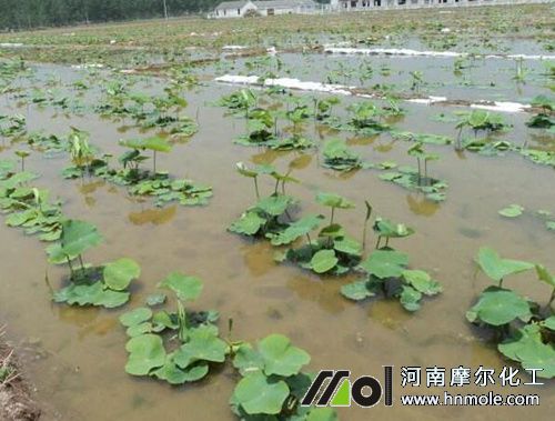 蓮藕需肥特點 蓮藕需肥特點
