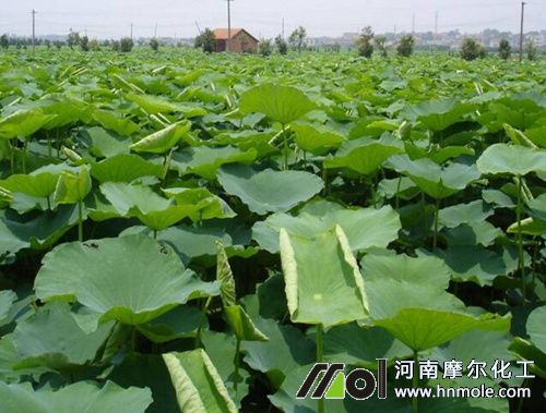 種蓮藕肥料選擇 種蓮藕肥料選擇