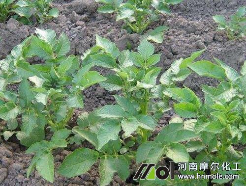 土豆水溶肥正確用法 土豆水溶肥正確用法