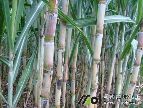 種甘蔗施什么肥料最高產(chǎn) 種甘蔗施什么肥料最高產(chǎn)