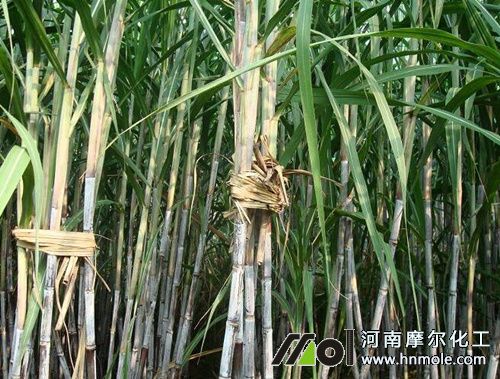 甘蔗水溶肥用法 甘蔗水溶肥用法