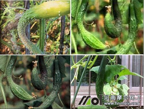 黃瓜一頭粗一頭細缺肥現象 黃瓜一頭粗一頭細缺肥現象